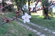 IMG_0537